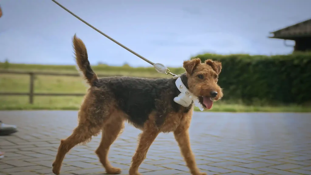 hond loopt